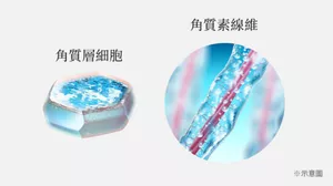 角質層細胞 角質素線維 ※示意圖