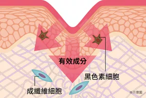 有效成分 成纖維細胞 黑色素細胞 ※示意圖