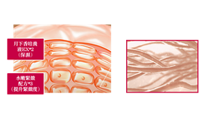 緊緻感效果圖 月下香培養 液EX*2 (保濕) 水嫩緊緻 配方*3 (提升緊緻度) 彈力纖維*1