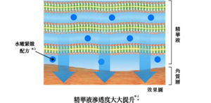 精華液滲透度大大提升。