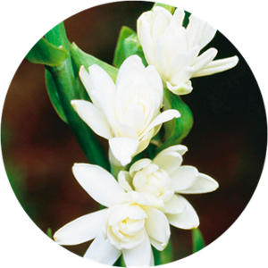 Tuberose