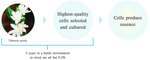 Extracting Tuberose essence