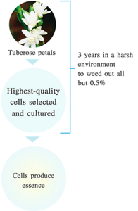 Extracting Tuberose essence