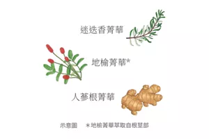 迷迭香菁華 地榆菁華 人蔘根菁華 示意圖 *地榆菁華萃取自根莖部