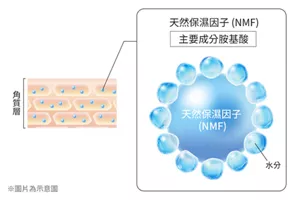 天然保濕因子 (NMF) 主要成分胺基酸
