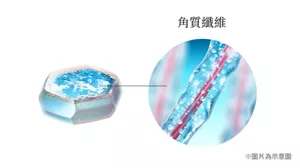 角質纖維 ※圖片為示意圖