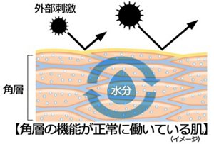 各層の機能が正常に働いている肌(イメージ)