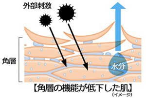 各層の機能が低下した肌(イメージ)