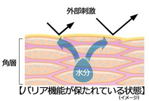 バリア機能が保たれている状態(イメージ)