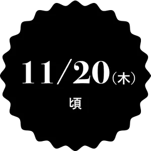 11/20(木)頃