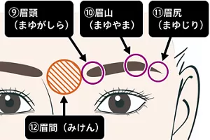 眉の画像