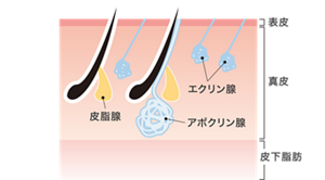 皮膚の断面図。エクリン腺とアポクリン腺の場所を説明。