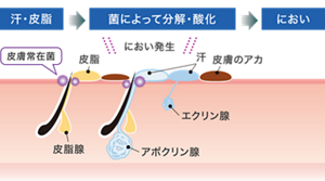 皮膚の断面図。エクリン腺とアポクリン腺から出る汗が皮膚の表面でアカや皮脂と混じり合い、皮膚常在菌が分解・酸化してにおいが発生する。
