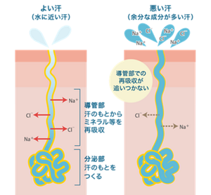 皮膚の断面にある汗腺の図でよい汗と悪い汗を説明。よい汗は真皮の深くにあるコイル状の分泌部で汗のもとがつくられると、導管部で汗のもとからミネラルなどを再吸収し水に近い汗が出る。一方悪い汗は導管部での再吸収が追いつかないため、余分な成分が多い汗が出る。