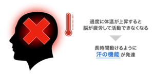 過度に体温が上昇すると脳が疲労して活動できなくなるが、進化の過程で長時間動けるように汗の機能が発達する