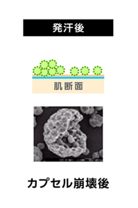 発汗後はカプセルが崩壊し、成分が肌の表面に広がりニオイを分解