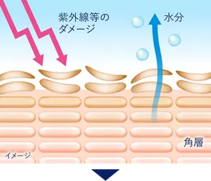 紫外線などでダメージを受けた、ごわついた肌の断面イメージ。角層が乱れ、水分が逃げている様子。