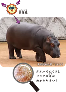 タオルでぬぐうとピンクの汗がわかりやすい!