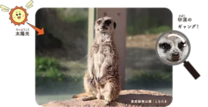 砂漠のギャング!