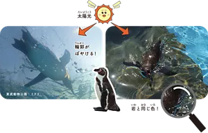 輪郭がぼやける!/岩と同じ色!