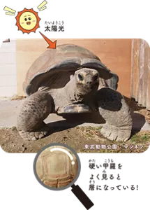 硬い甲羅をよく見ると層になっている!