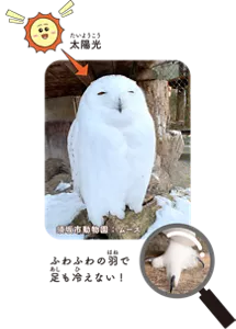 ふわふわの羽で足も冷えない!