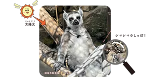 シマシマのしっぽ!