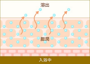 「入浴で肌が乾燥する仕組み」図1入浴中。お湯につかって膨潤した肌から、うるおいが溶出する様子。