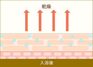 「入浴で肌が乾燥する仕組み」図2入浴後。うるおいが逃げ出して、肌が乾燥した様子。
