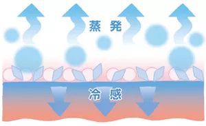 「ひんやり続くメカニズム」説明図2。冷感成分(メントール)とさらさらパウダーが肌に残り、汗(水)が蒸発していき、肌が冷たさを感じる様子