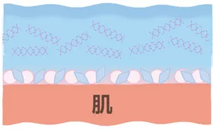 「ひんやり続くメカニズム」説明図1。油性成分、さらさらパウダー、冷感成分(メントール)などが肌に付着している様子