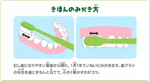きほんのみがき方:むし歯になりやすい奥歯から順に、1本1本ていねいにみがきます。歯ブラシの毛先を歯にきちんと当てて、小さく動かすのがコツ。