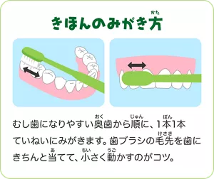 きほんのみがき方:むし歯になりやすい奥歯から順に、1本1本ていねいにみがきます。歯ブラシの毛先を歯にきちんと当てて、小さく動かすのがコツ。