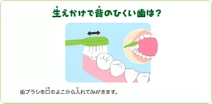 生えかけで背のひくい歯は?:歯ブラシを口のよこから入れてみがきます。