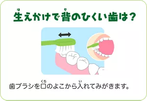 生えかけで背のひくい歯は?:歯ブラシを口のよこから入れてみがきます。