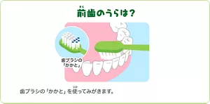 前歯のうらは?:歯ブラシの「かかと」を使ってみがきます。ハブラシのかかととは、ブラシ全体の中で持ち手側3分の1くらいの部分になります。
