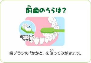 前歯のうらは?:歯ブラシの「かかと」を使ってみがきます。ハブラシのかかととは、ブラシ全体の中で持ち手側3分の1くらいの部分になります。