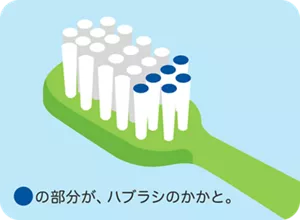 ハブラシのかかととは、ブラシ全体の中で持ち手側3分の1くらいの部分になります。
