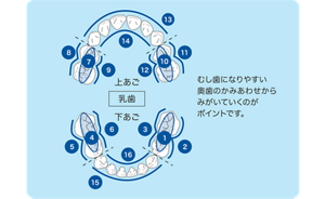 むし歯になりやすい奥歯のかみあわせからみがいていくのがポイントです。最初に、下あごの右側奥歯から、天面、外側、内側と磨いていきましょう。続いて、左側も同じように磨きましょう。上あごの奥歯も左右同じように磨きましょう。最後に、前歯の外側、内側を、下あご、上あごと磨きましょう。