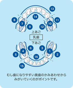 むし歯になりやすい奥歯のかみあわせからみがいていくのがポイントです。最初に、下あごの右側奥歯から、天面、外側、内側と磨いていきましょう。続いて、左側も同じように磨きましょう。上あごの奥歯も左右同じように磨きましょう。最後に、前歯の外側、内側を、下あご、上あごと磨きましょう。