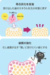 再石灰化を促進:溶け出した歯のミネラルを元の状態に戻す/歯質の強化:むし歯菌が出す「酸」に溶けにくい歯にする