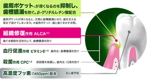 歯周ポケット(*)が深くなるのを抑制し、歯槽膿漏を防ぐ。β-グリチルレチン酸配合。歯周ポケットが深くなると、次第に歯槽膿漏になり、歯を支える骨まで溶けてしまいます。(*歯周ポケット:歯と歯ぐきのすき間。)/組織修復作用 ALCA(※1)。歯ぐき細胞を活性化して、歯槽膿漏を防ぐ。/血行促進作用 ビタミンE(※2)。歯肉炎・歯槽膿漏を防ぐ。/殺菌作用 CPC(※3)。原因菌を殺菌し、歯肉炎・口臭を防ぐ。/高濃度フッ素(1450ppm)配合。むし歯予防