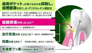 歯周ポケット(*)が深くなるのを抑制し、歯槽膿漏を防ぐ。β-グリチルレチン酸配合。歯周ポケットが深くなると、次第に歯槽膿漏になり、歯を支える骨まで溶けてしまいます。(*歯周ポケット:歯と歯ぐきのすき間。)/組織修復作用 ALCA(※1)。歯ぐき細胞を活性化して、歯槽膿漏を防ぐ。/血行促進作用 ビタミンE(※2)。歯肉炎・歯槽膿漏を防ぐ。/殺菌作用 CPC(※3)。原因菌を殺菌し、歯肉炎・口臭を防ぐ。/高濃度フッ素(1450ppm)配合。むし歯予防