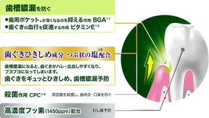歯槽膿漏を防ぐ。歯周ポケット(*)が深くなるのを抑える作用 BGA(※1)。歯ぐきの血行を促進する作用 ビタミンE(※2)。歯周ポケットが深くなると、次第に歯槽膿漏になり、歯を支える骨まで溶けてしまいます。(*歯周ポケット:歯と歯ぐきのすき間。)/歯ぐきひきしめ成分 つぶ状の塩(※3)配合。歯槽膿漏になると、歯ぐきがハレ・出血しやすくなり、ブヨブヨになってしまいます。歯ぐきをギュッとひきしめ、歯槽膿漏予防。/殺菌作用 CPC(※4)。原因菌を殺菌し、歯肉炎・口臭を防ぐ。/高濃度フッ素(1450ppm)配合。むし歯予防