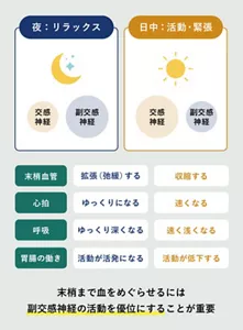 「夜と日中の交感神経・副交感神経のバランス」の説明画像。夜→副交感神経の活動が優位、末梢血管→拡張(弛緩)する、心拍→ゆっくりになる、呼吸→ゆっくり深くなる、胃腸の働き→活動が活発になる / 日中→交感神経の活動が優位、末梢血管→収縮する、心拍→速くなる、呼吸→速く浅くなる、胃腸の働き→活動が低下する / 末梢まで血をめぐらせるには副交感神経の活動を優位にすることが重要