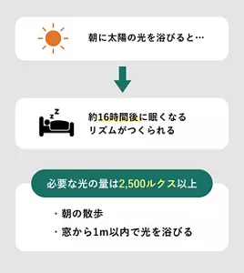 「朝に太陽の光を浴びると、約16時間後に眠くなるリズムがつくられる」の説明画像。必要な光の量は2,500ルクス以上。 / ・朝の散歩・窓から1m以内で光を浴びる