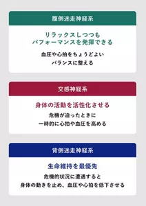 腹側迷走神経系:リラックスしつつもパフォーマンスを発揮できる。血圧や心拍をちょうどよいバランスに整える。 / 交感神経系:身体の活動を活性化させる。危機が迫ったときに一時的に心拍や血圧を高める。 / 背側迷走神経系:生命維持を最優先。危機的状況に遭遇すると身体の動きを止め、血圧や心拍を低下させる。