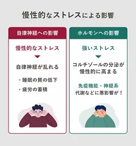 「慢性的なストレスによる影響」の説明画像。自律神経への影響:慢性的なストレス→自律神経が乱れる(睡眠の質の低下・疲労の蓄積) / ホルモンへの影響:強いストレス→コルチゾールの分泌が慢性的に高まる(免疫機能・神経系代謝などに悪影響が!)