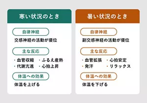 寒いときと暑いときの違いを説明する画像 / 寒いとき:交感神経の活動が優位・血管収縮・ふるえ産熱・代謝亢進・心拍上昇・体温を上げるなどの反応 / 暑いとき:副交感神経の活動が優位・血管拡張・心拍安定・発汗・リラックス・体温を下げるなどの反応