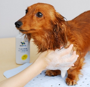 ヘルスラボシャンプーで洗っている犬の写真
